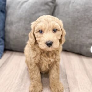 Meet Charlie