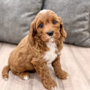 Meet Murphy