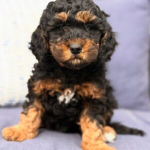 Meet Daisy