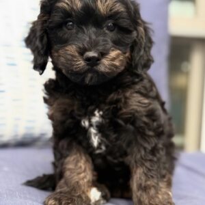 Meet Murphy