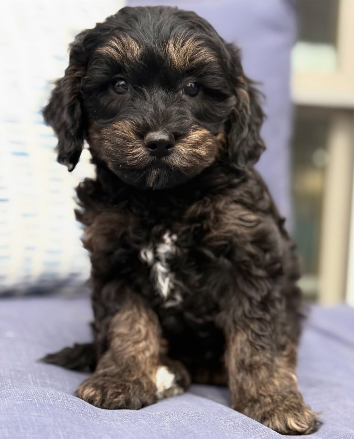Meet Murphy