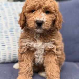 Meet Bella