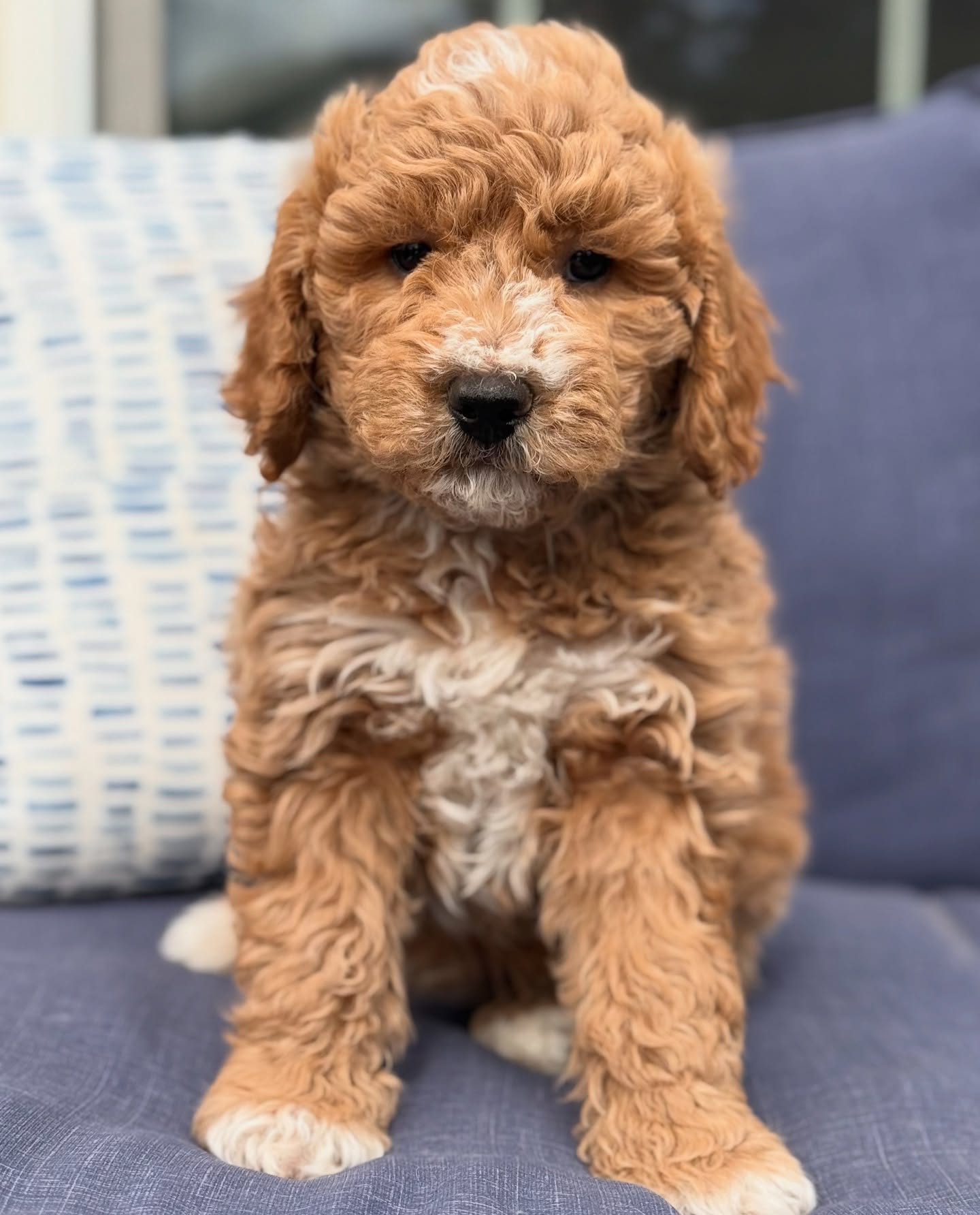 Meet Bella