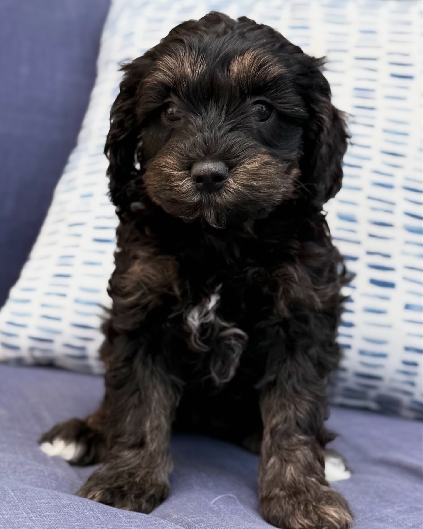 Meet Murphy - Image 2