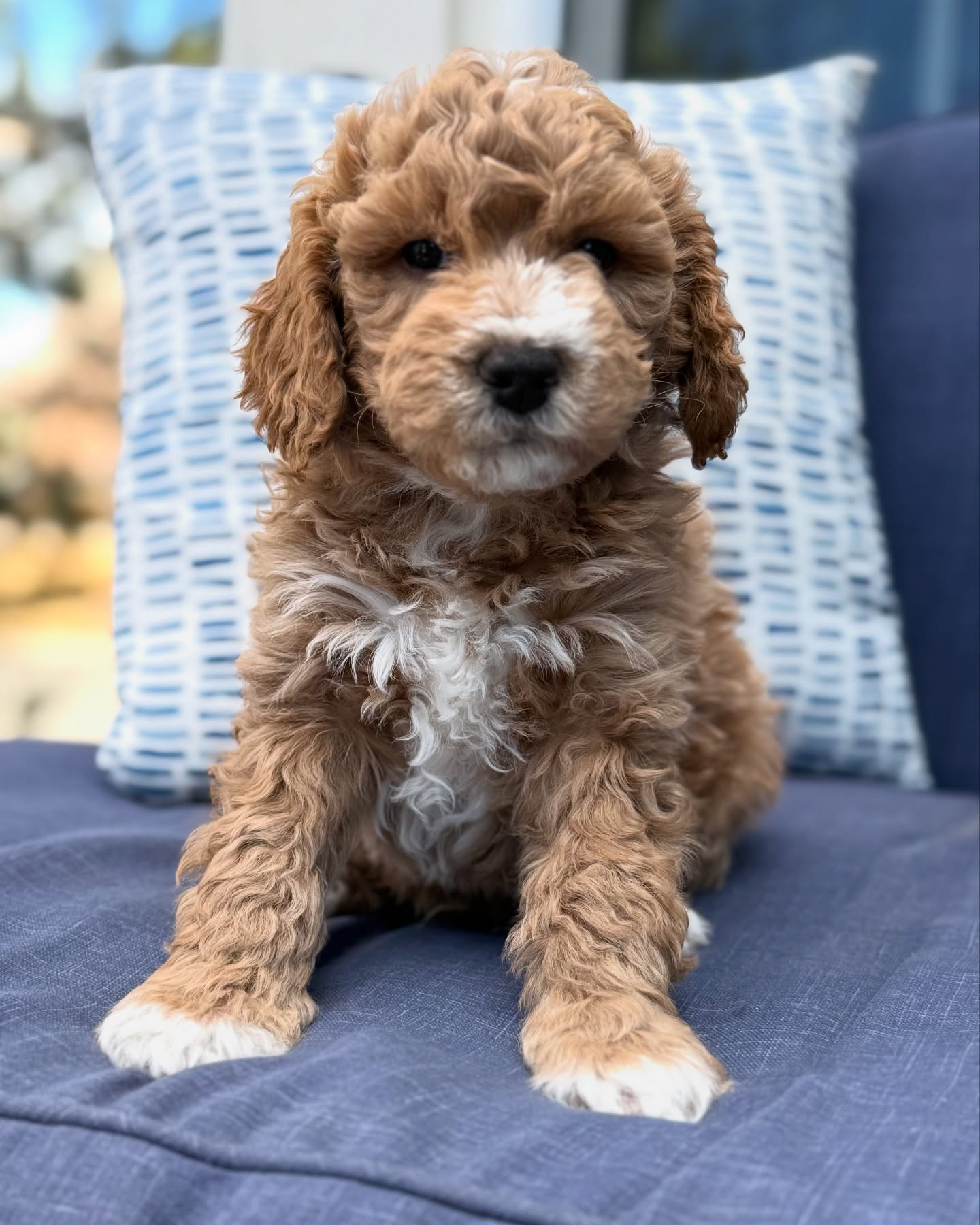 Meet Bella - Image 2