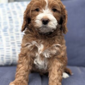 Meet Charlie