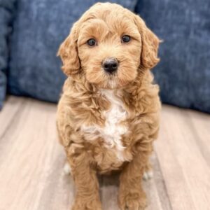 Meet Daisy