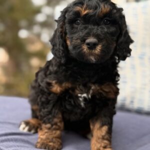 Meet Luna