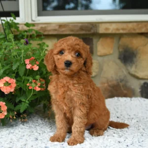 Meet Bella