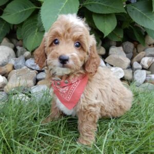 Meet Cinnamon