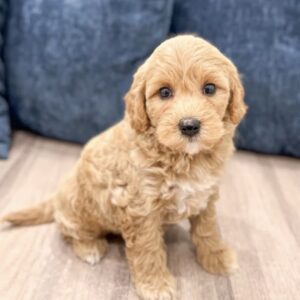 Meet Stella