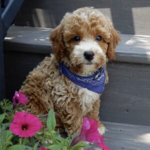 Meet Bolt