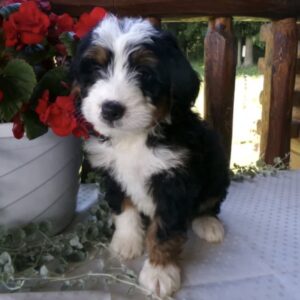 Meet Jett