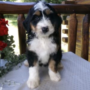 Meet Honey