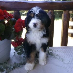 Meet Toby