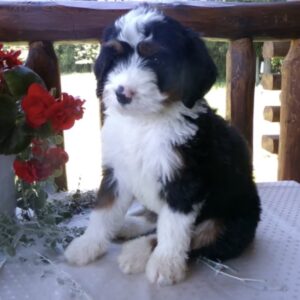 Meet Taffy