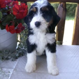 Meet Marley
