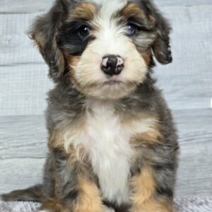 Meet Suki
