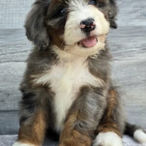 Meet Cosmo