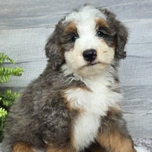 Meet Mabel