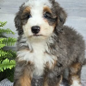 Meet Chewie