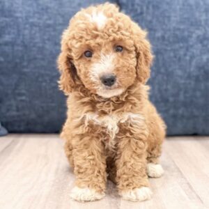 Meet Cash